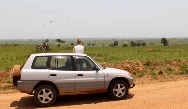 Game drive in 4x4 Rav4 as car rental in Uganda