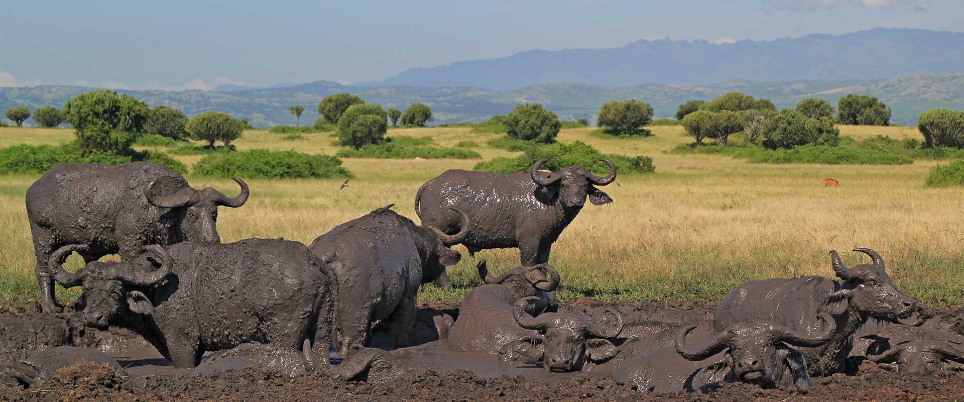 Uganda National Parks