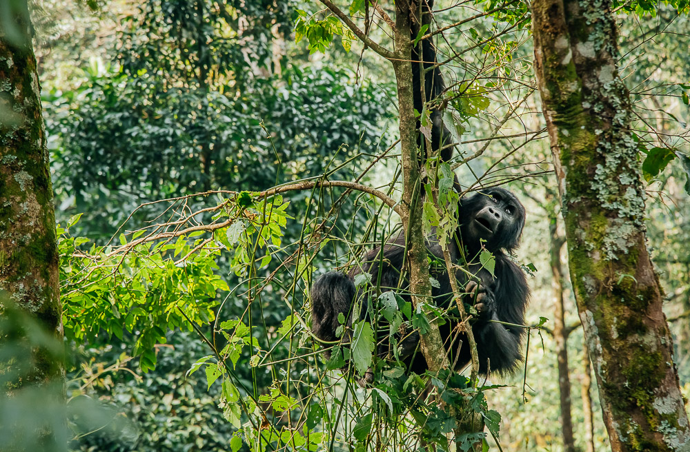 Bwindi Impenetrable Forest national park