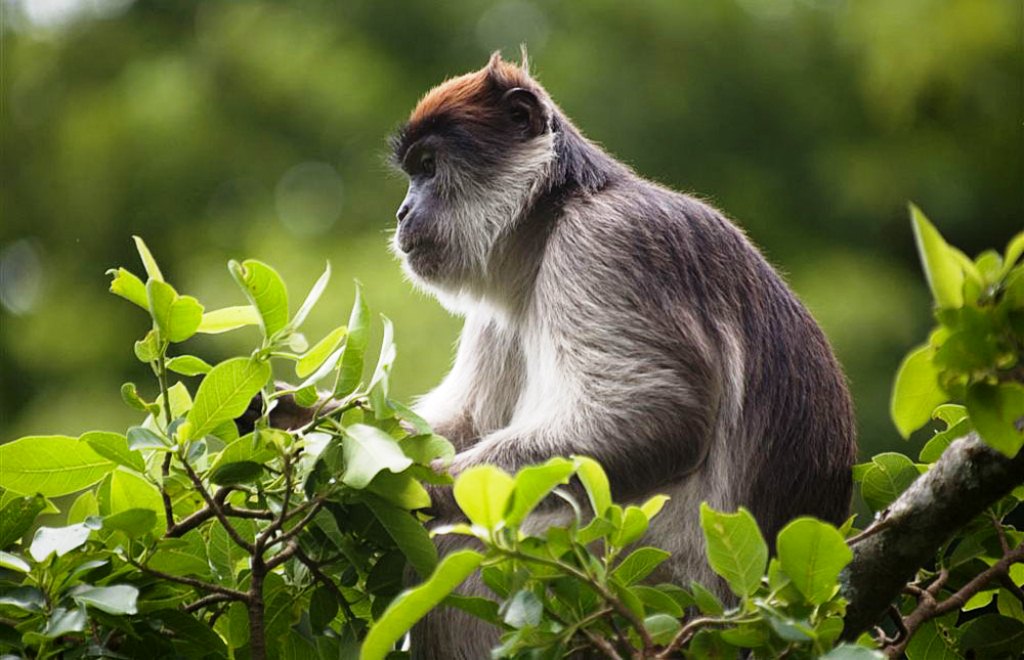 Kibale forest national park