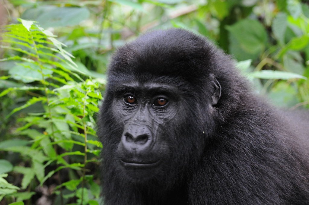 Mountain gorilla - Which destination is best for gorilla trekking in Africa