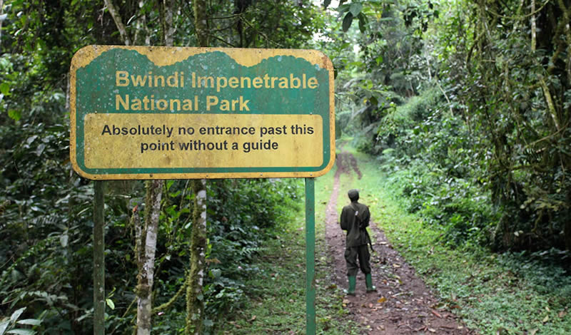 gorilla trekking in Bwindi Impenetrable forest national park
