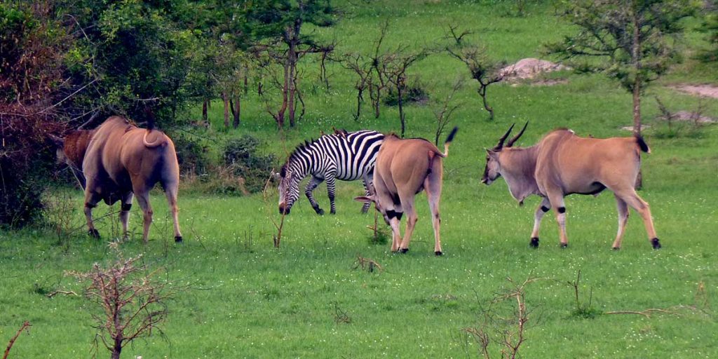 How renting a car for self-drive in Uganda is transforming your safari