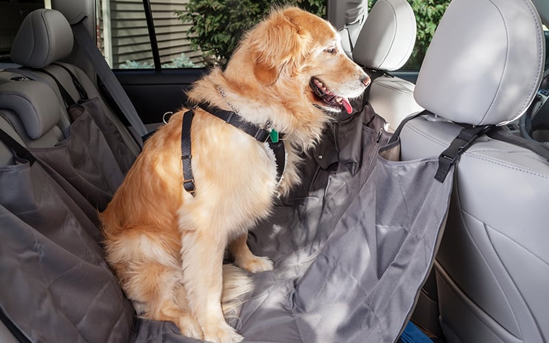 Are pets allowed in rental cars?
