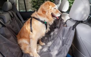 Are pets allowed in rental cars? 4x4 Uganda car rentals