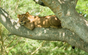 How renting a car for self-drive in Uganda is transforming your safari