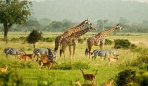 murchison falls|Explore Uganda in 10 days on a 4x4 Uganda