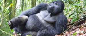 Mountain Gorillas and Chimpanzees in Uganda