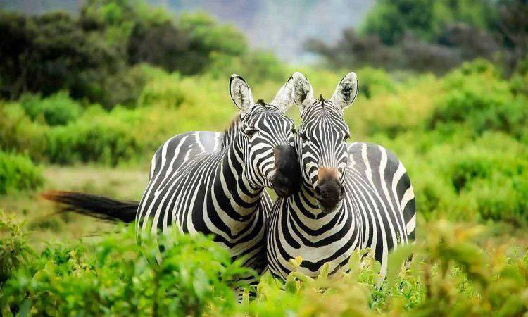 7 best places to safari in Uganda