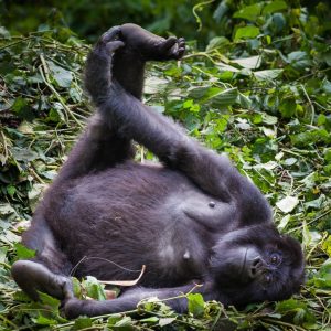 Packing list for gorilla trekking adventure on self drive safari