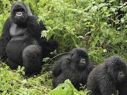 gorilla trekking in uganda 