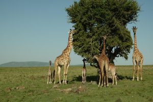 Kidepo wildlife