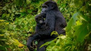 The Best Ways to Explore Uganda National Parks