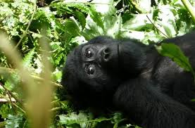 5 reasons to go on a Uganda safari in September and October