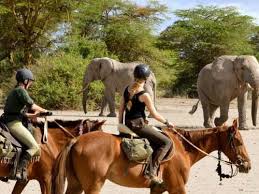 horseback rides