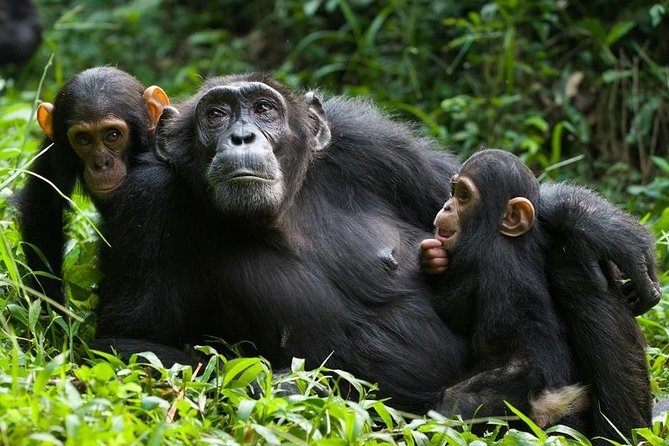 Chimpanzee in Uganda