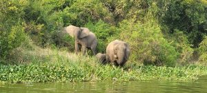 Top Destinations for Exceptional Wildlife Photography in Uganda