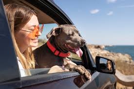 Keep your pup safe and comfortable during the trip.
