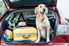 Visitor’s ultimate guide to dog-friendly travel