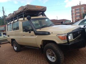 Your Ultimate Car Rental Guide for Uganda’s June-August Wildlife Season 