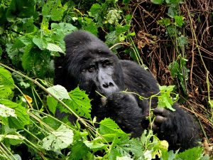 gorilla in uganda