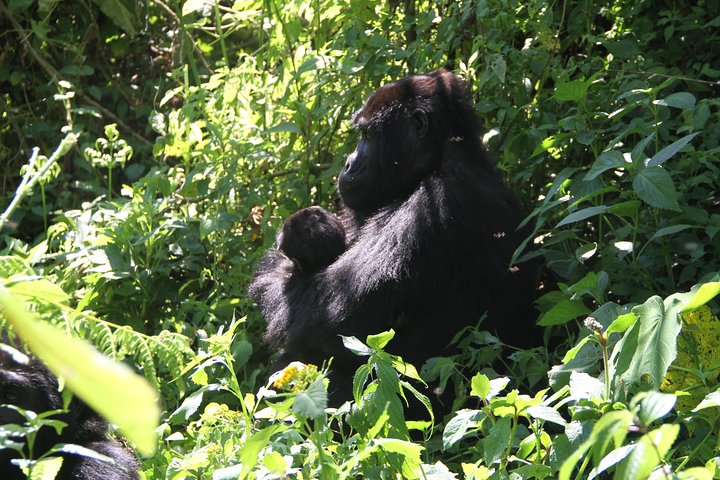 Combined Uganda Rwanda Self-Drive Road Trip