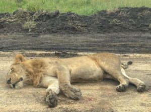 Wildlife Encounters While Driving in Uganda