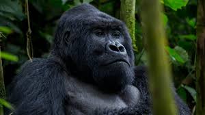 All about gorilla trekking 