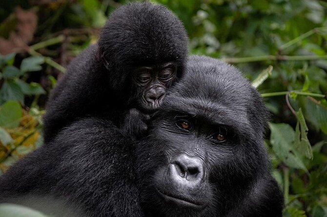 Gorilla Trekking Tips for Uganda and Rwanda 2026-2030