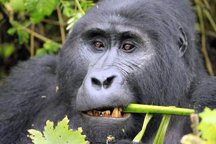 UWA Introduces Discounted Gorilla and Chimpanzee Permits