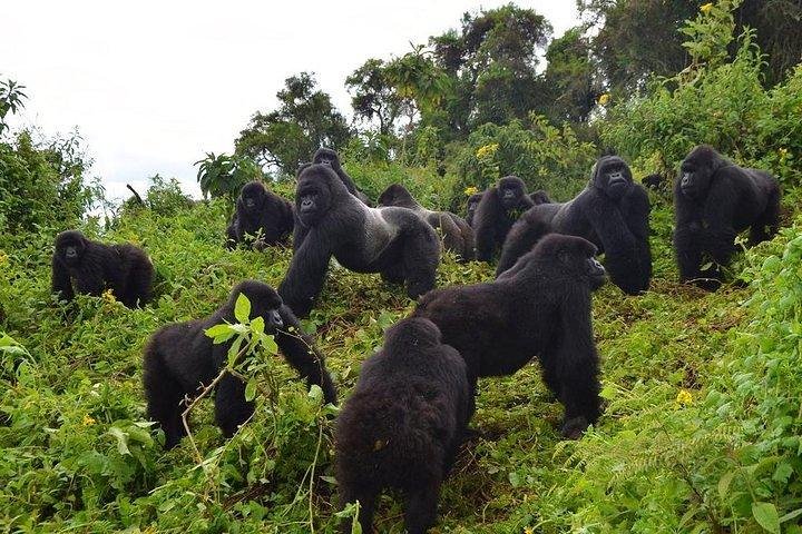 UWA Introduces Discounted Gorilla and Chimpanzee Permits 