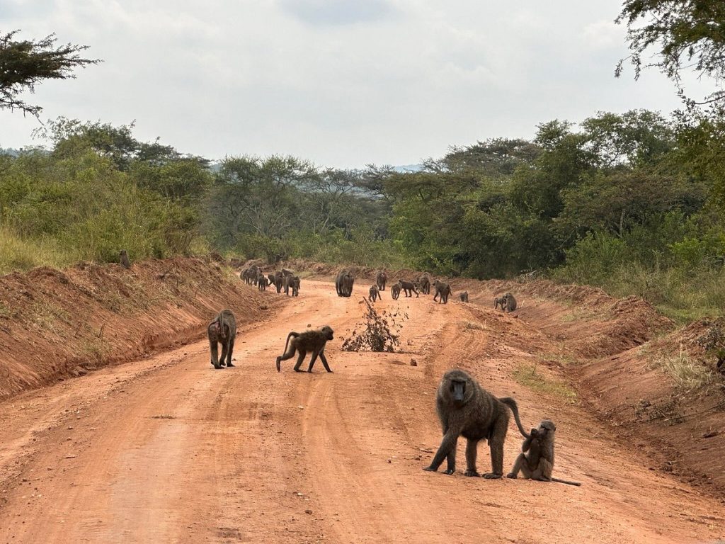 The Ultimate Guide to Road Distances in Uganda: