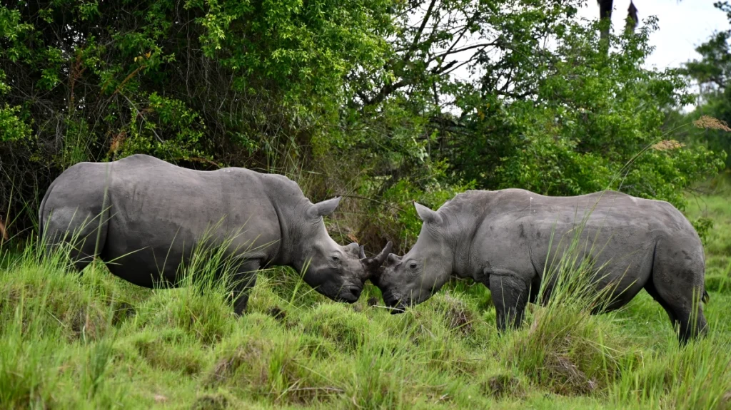 ziwa rhino