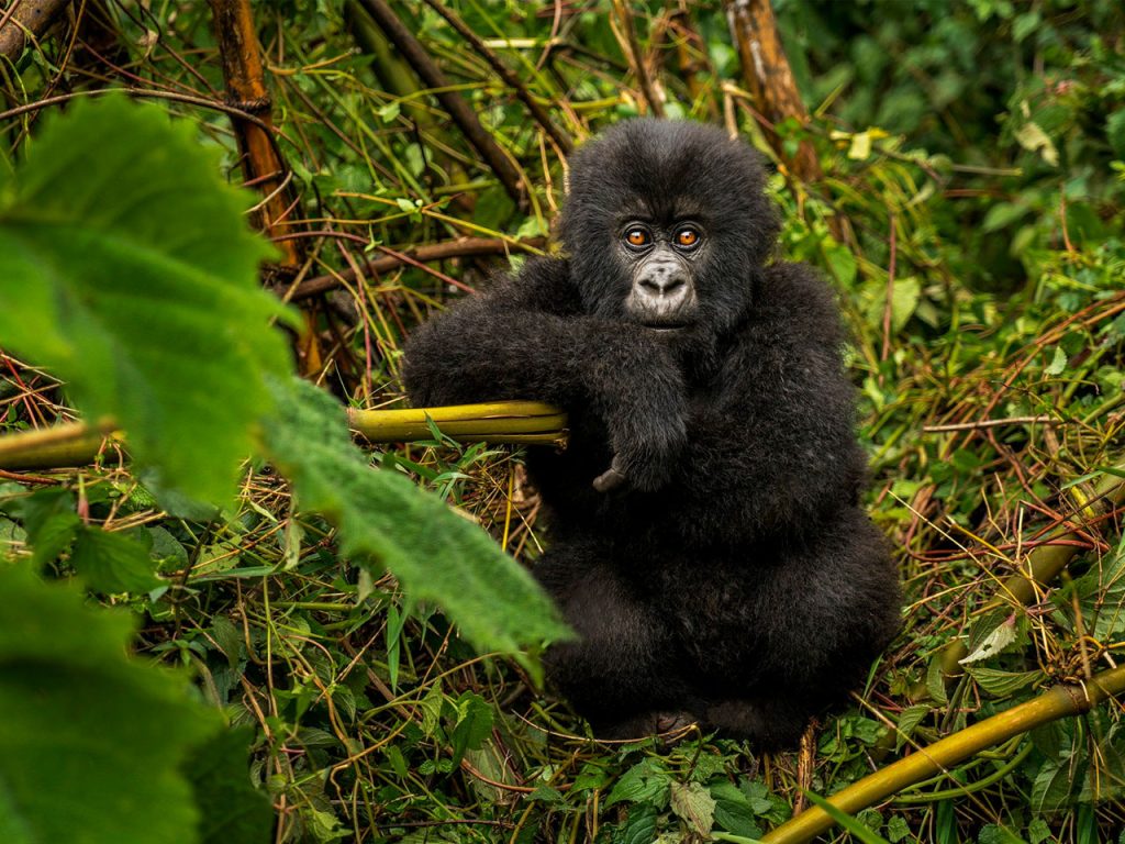 free-gorilla-and-chimpanzee-trekking-permit-bookings