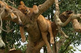 tree climbing lions