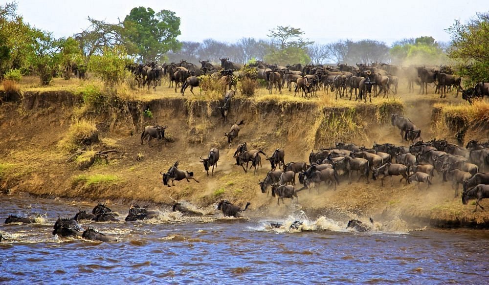wilderbeest-migration