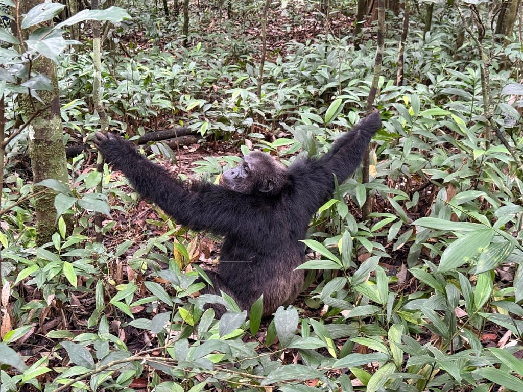 Chimpanzee treking in uganda