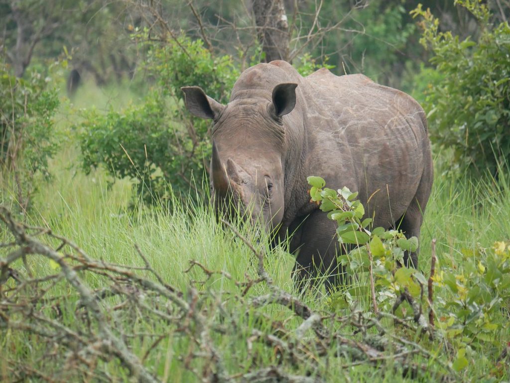 Ziwa Rhino Sanctuary