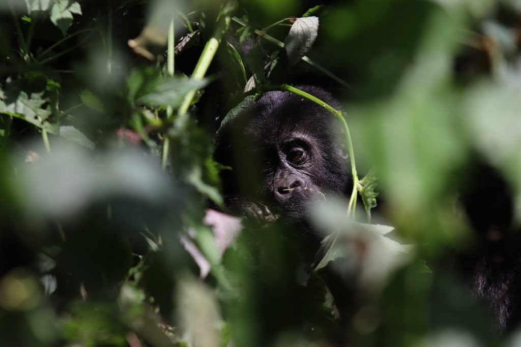 gorilla safari and tours 