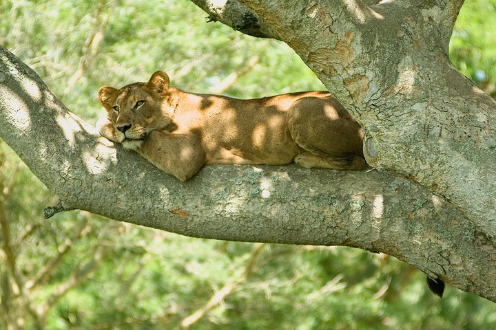 tree climbing lion 