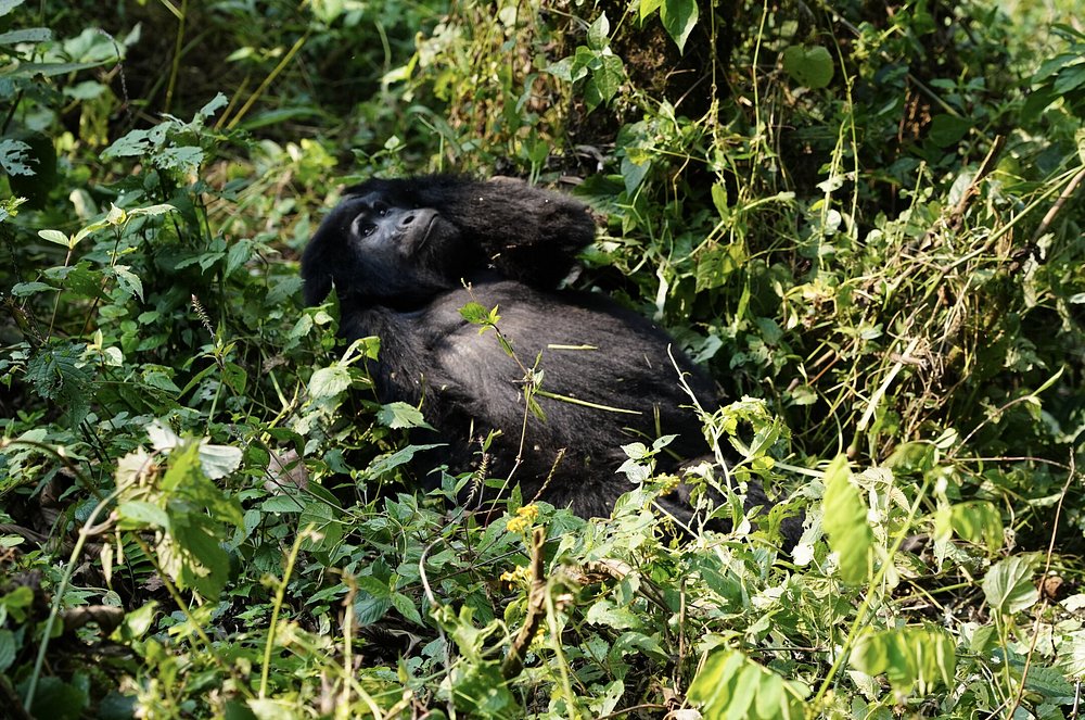 chimp trekking in kibale
