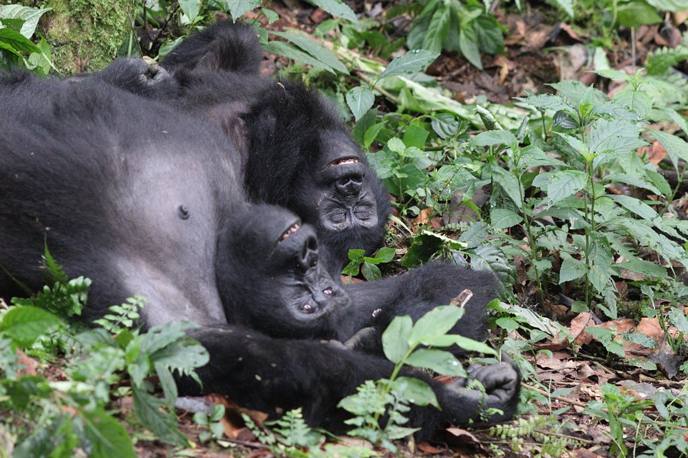 gorilla treking in bwindi 